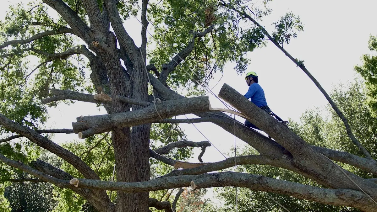 Professional Crown Thinning performed by certified arborists in Pottersville